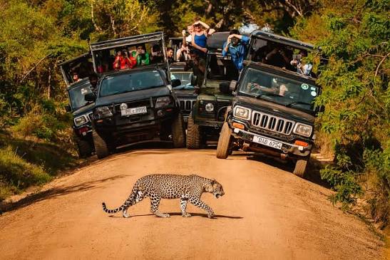 Sri Lanka Wildlife & Beach Escape