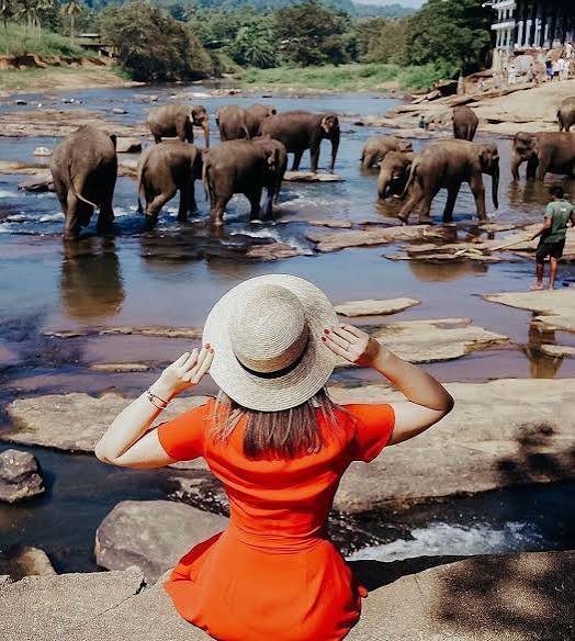 Pinnawala Elephant Orphanage